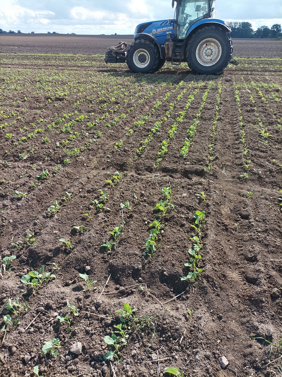 zdjęcie drugie – przedstawiające poletka rzepaku i niebieski traktor Zdjęcie przedstawia poletka, na których widzimy wschody rzepaku ozimego.