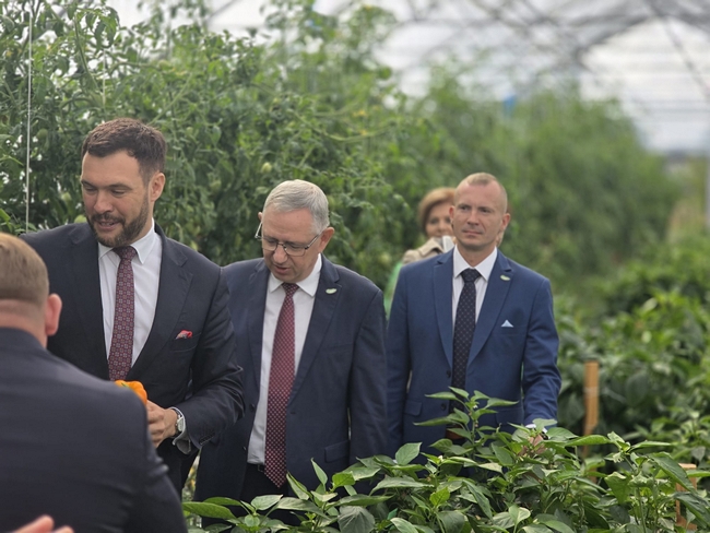 Uczestnicy zwiedzania znajdują się wewnątrz tunelu doświadczalnego wśród upraw papryki i pomidorów. Widoczna jest konstrukcja tunelu oraz system prowadzenia roślin.
