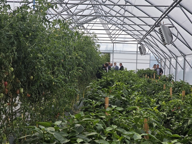 Wnętrze nowoczesnego tunelu doświadczalnego z rzędami roślin pomidora i papryki. W tle widoczni są uczestnicy uroczystości zwiedzający uprawy.
