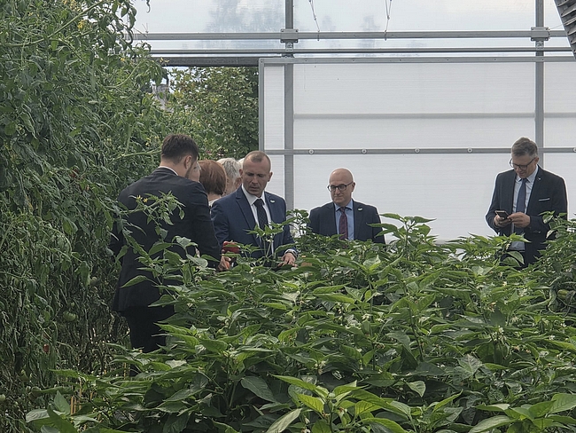 Grupa osób podczas zwiedzania tunelu doświadczalnego. W pierwszym planie znajdują się rośliny papryki, a po lewej stronie wysokie rośliny pomidora z owocami.
